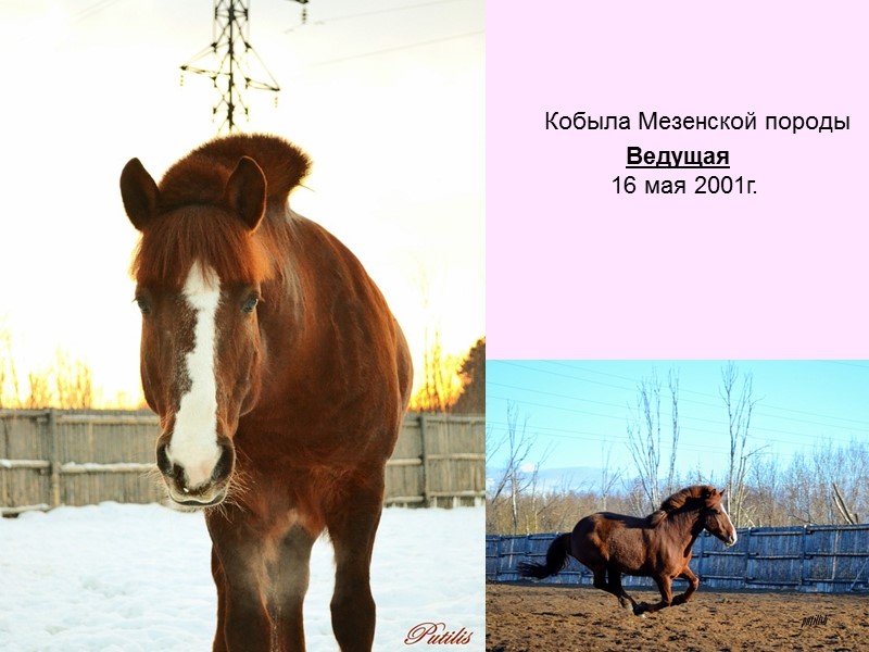 Кобыла Мезенской породы           